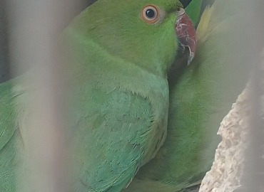 Parrot