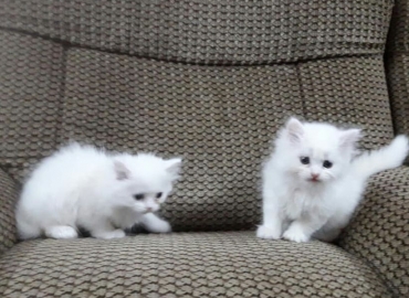 pure Persian Kittens For Sale