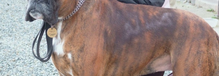 Allergy in Dogs