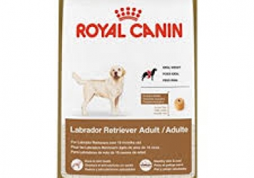 Labrador Retriever Adult Dog Food