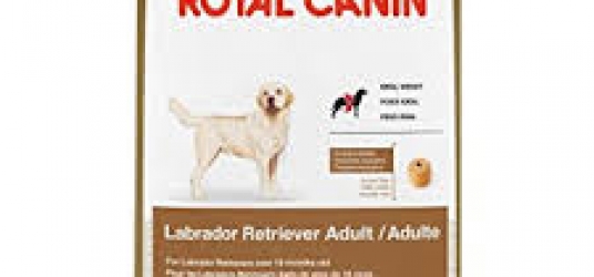 Labrador Retriever Adult Dog Food