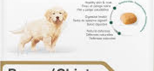 Golden Retriever Puppy Dog Food