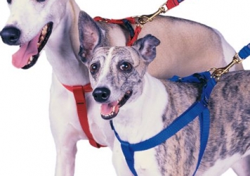 Harness Dog Harness Dog