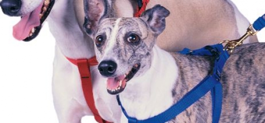 Harness Dog