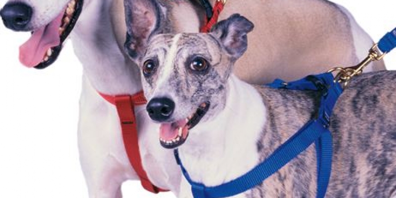 Dog-harness.jpg