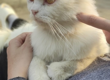 Persian semi punch