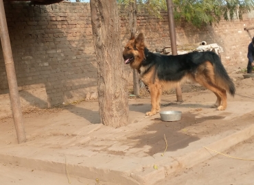 german shepherd dog