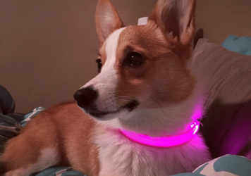 LED Dog Collar LED Dog Collar