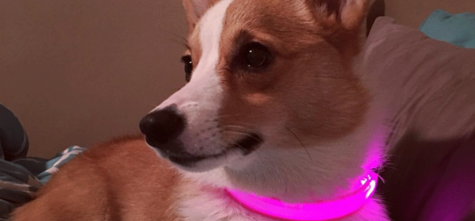 LED Dog Collar