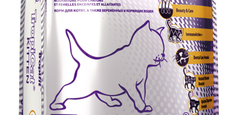 Tropicat_kitten.png