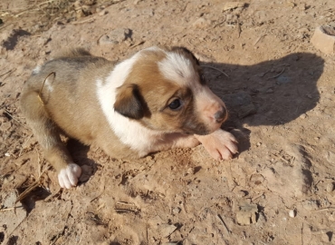Cute puppies up for adoption