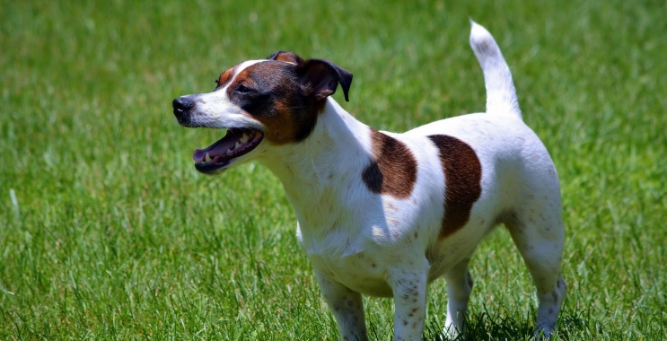 Diarrhea in Dogs