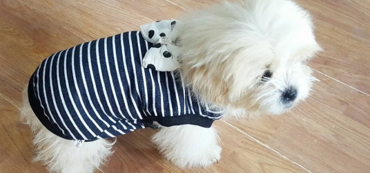 Dress Cat & Puppy