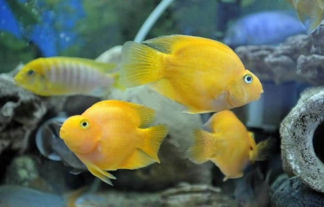 Yellow Parrot fish