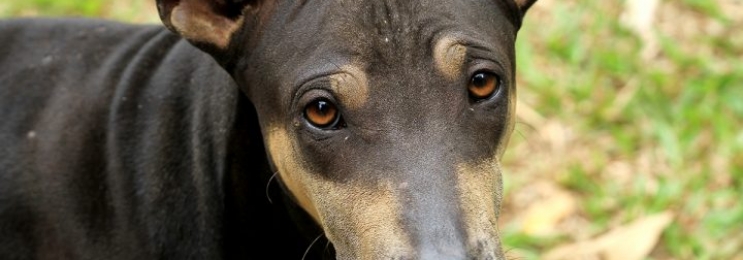 Mange in Dogs