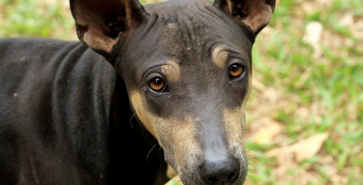 Mange in Dogs
