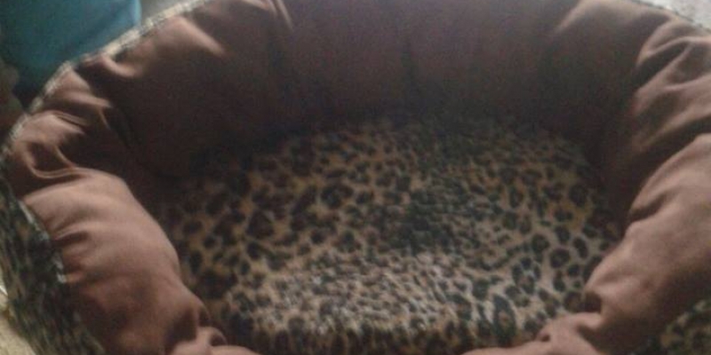 pets-bed.jpg